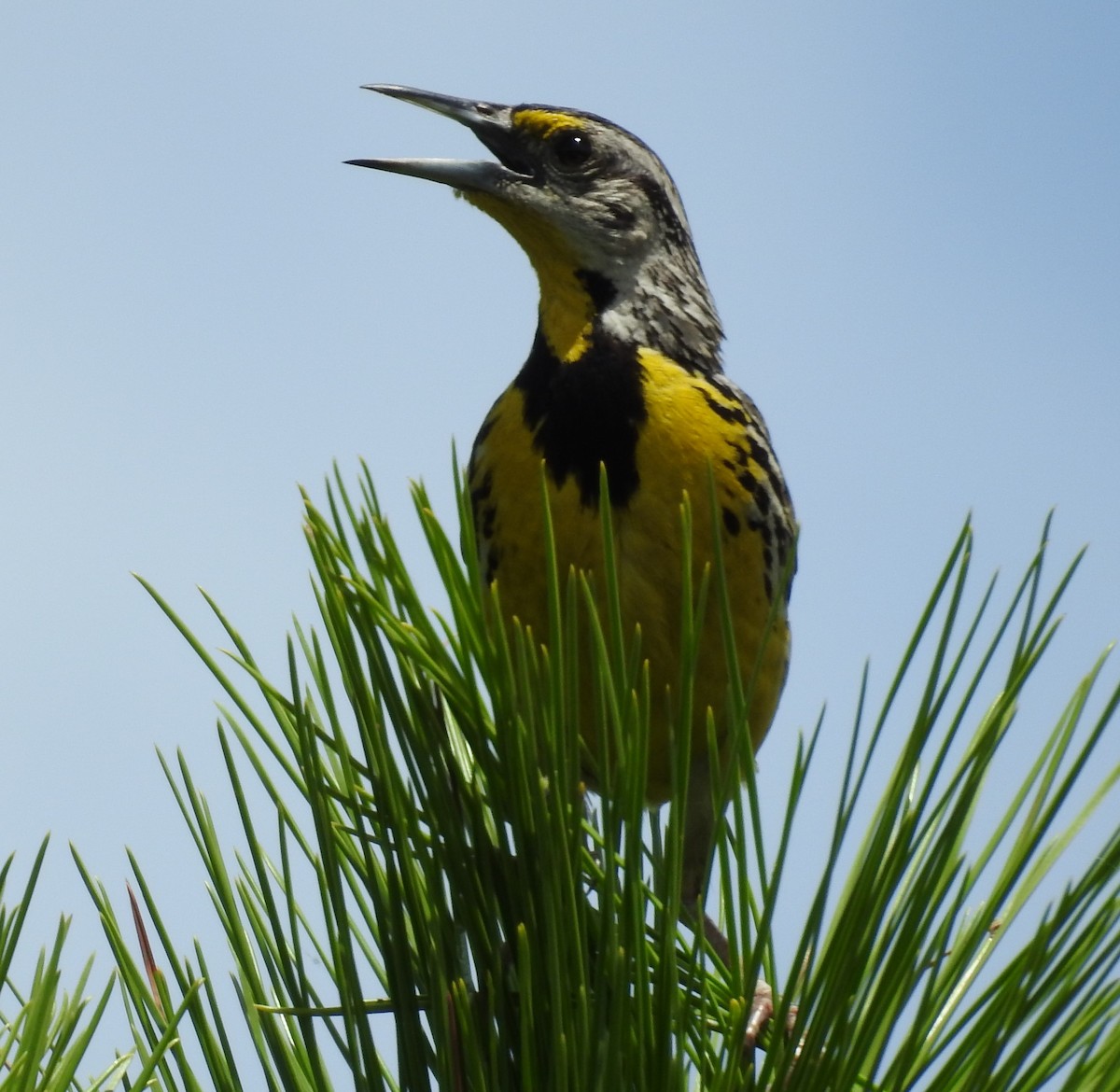 Eastern Meadowlark - Michael Weisensee