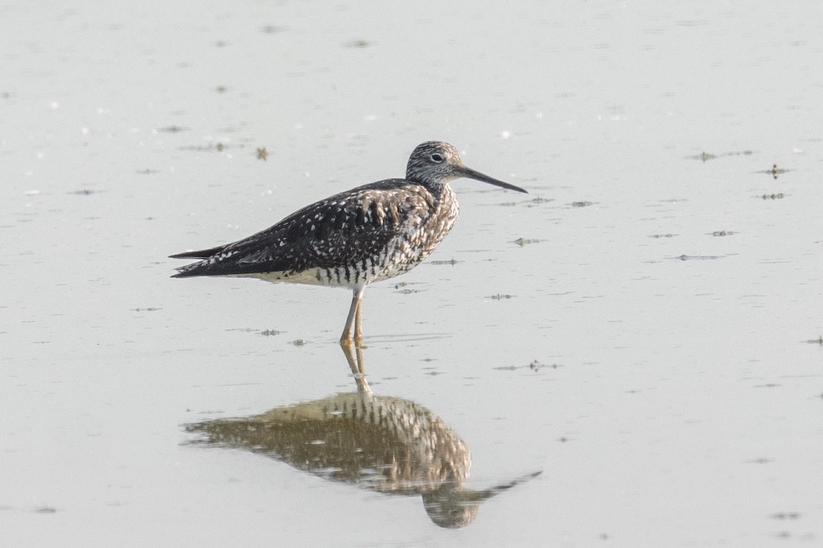 Greater Yellowlegs - ML251712681