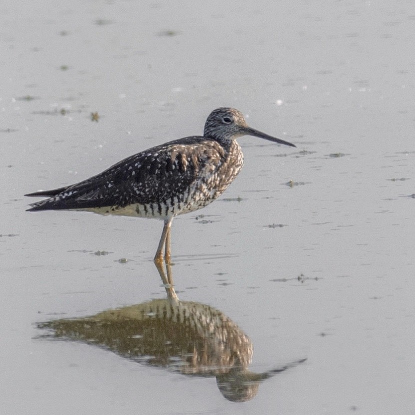 Greater Yellowlegs - ML251712691