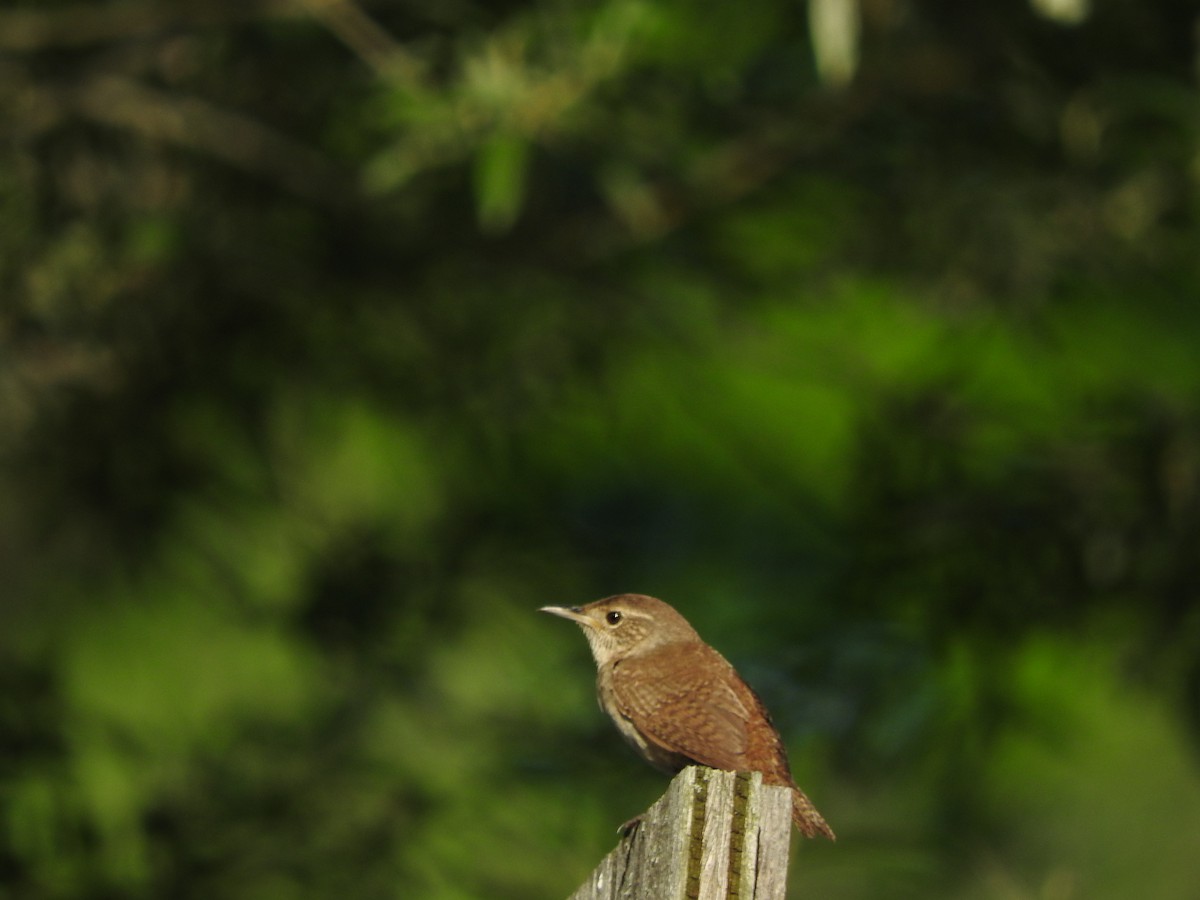 Northern House Wren - ML251713601