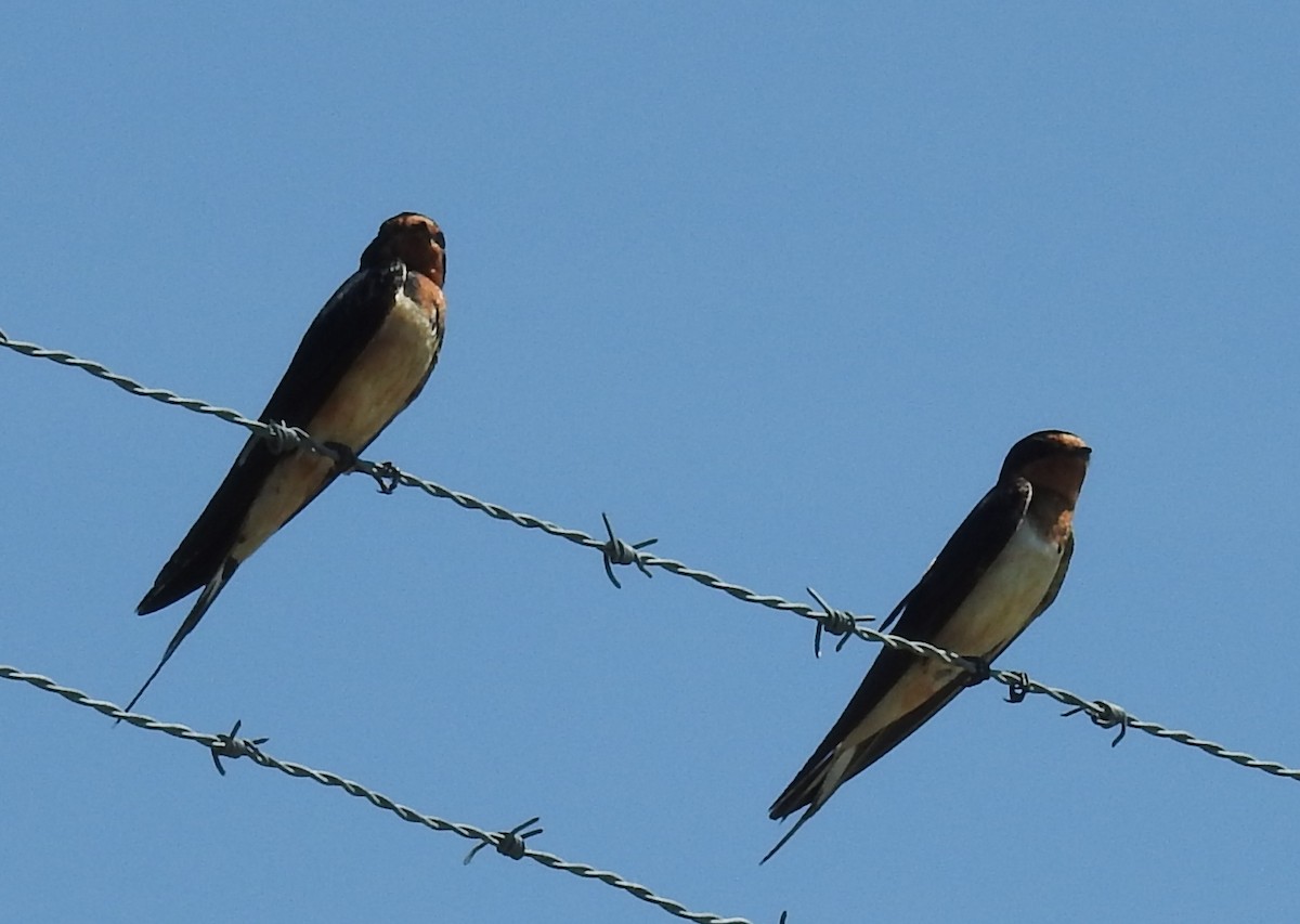 Barn Swallow - ML251716621