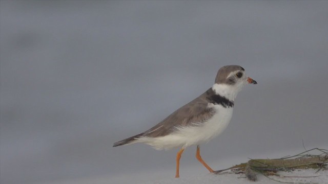 Piping Plover - ML251719391