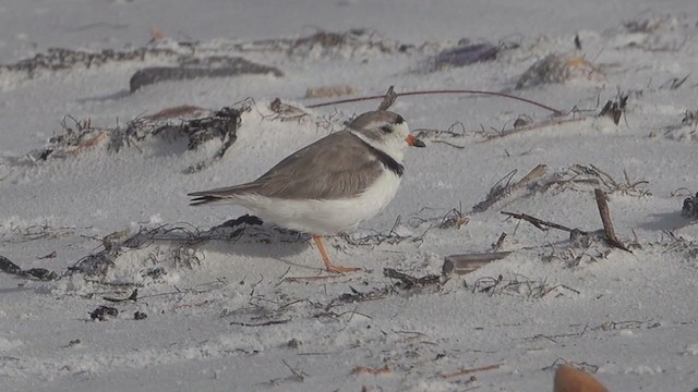 Piping Plover - ML251719441