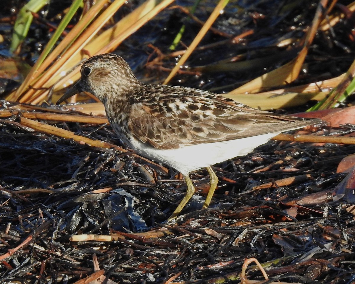 Least Sandpiper - ML251720491