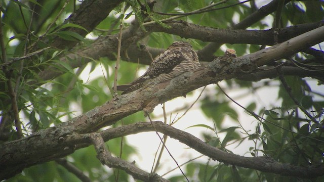 Common Nighthawk - ML251720681