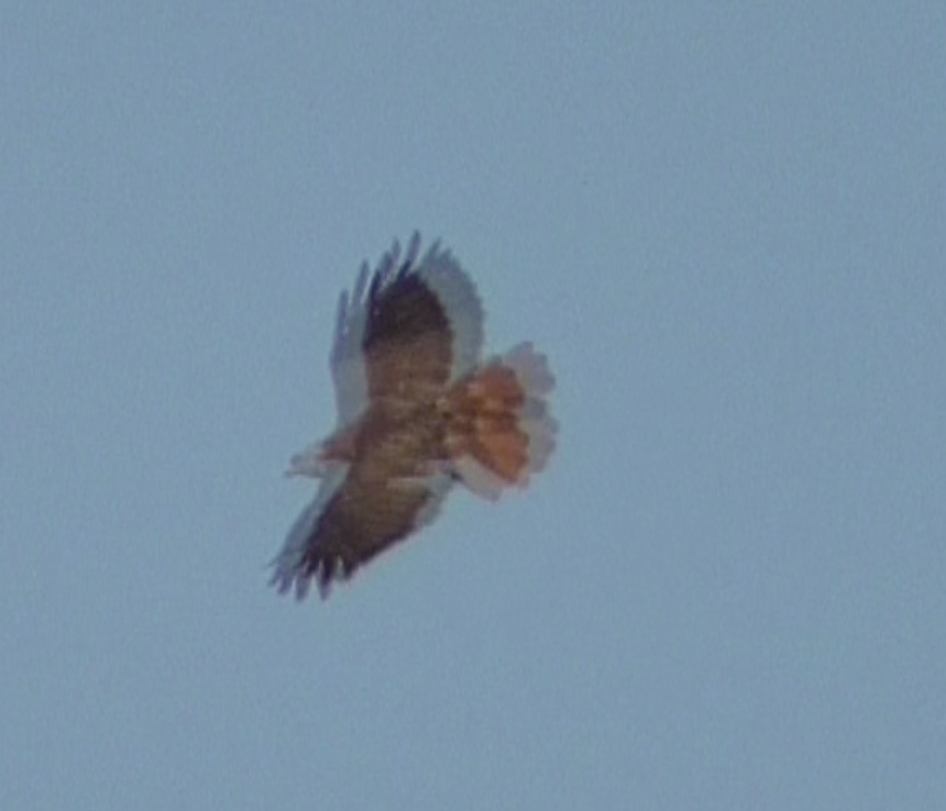 Red-tailed Hawk - ML251721451