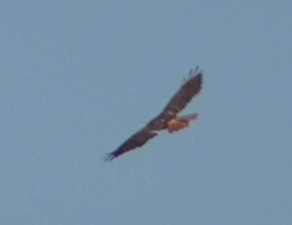 Red-tailed Hawk - ML251721491