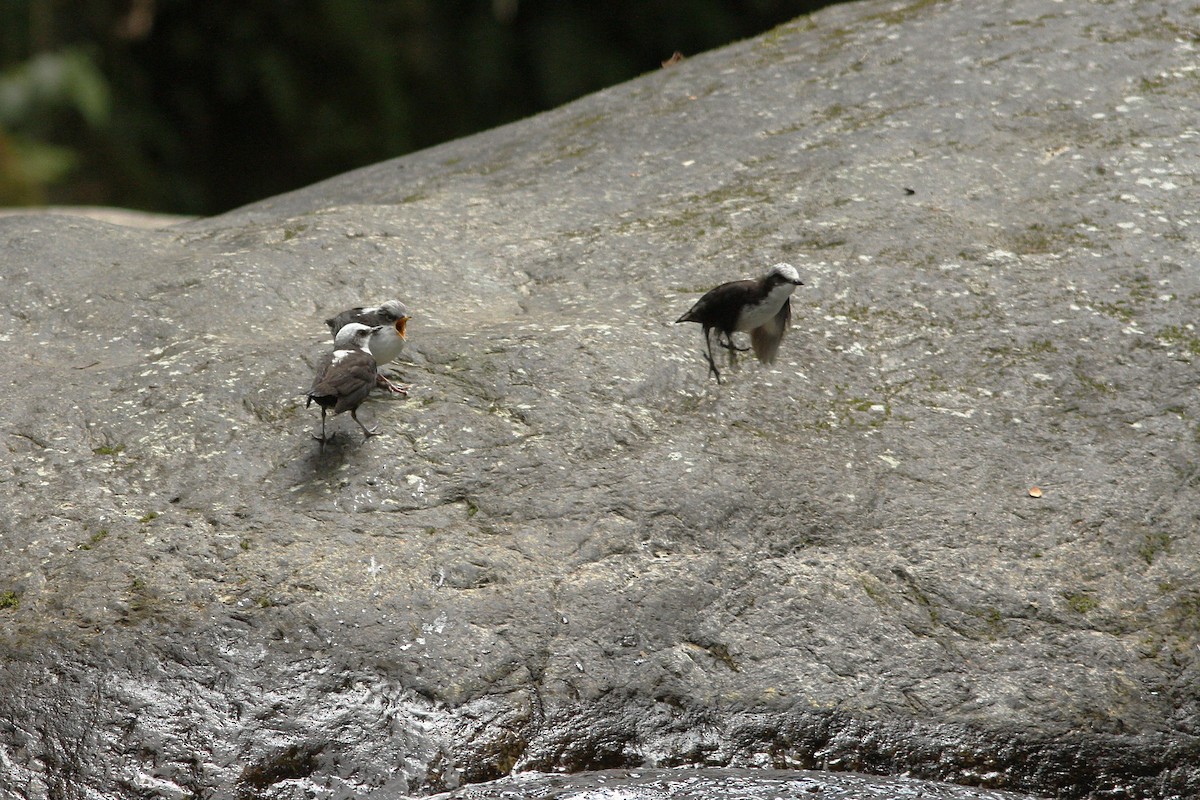 skorec bělohlavý - ML251723431