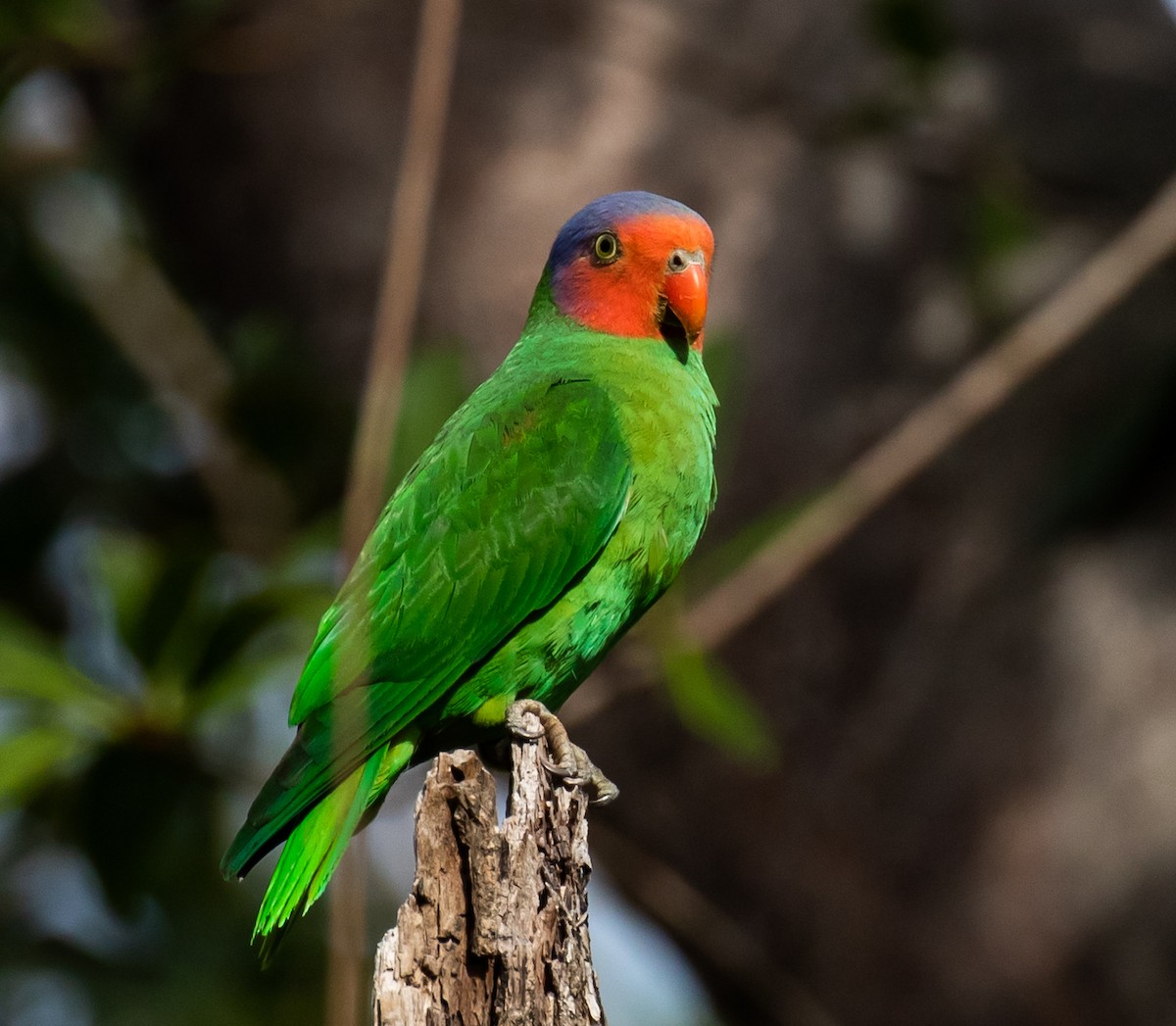 Red-cheeked Parrot - Ron Hoff Dollyann Myers