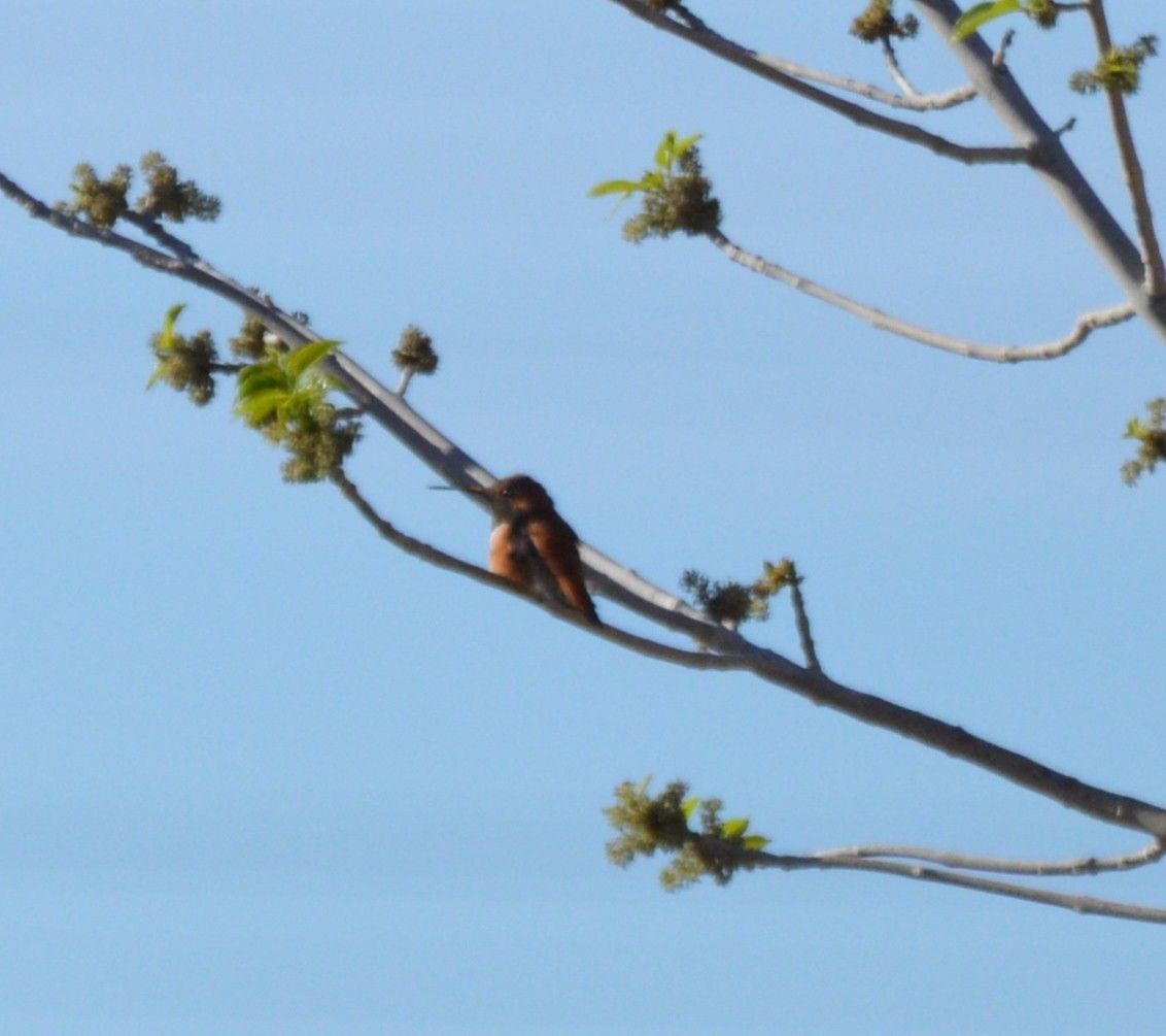 rødkolibri - ML25172411