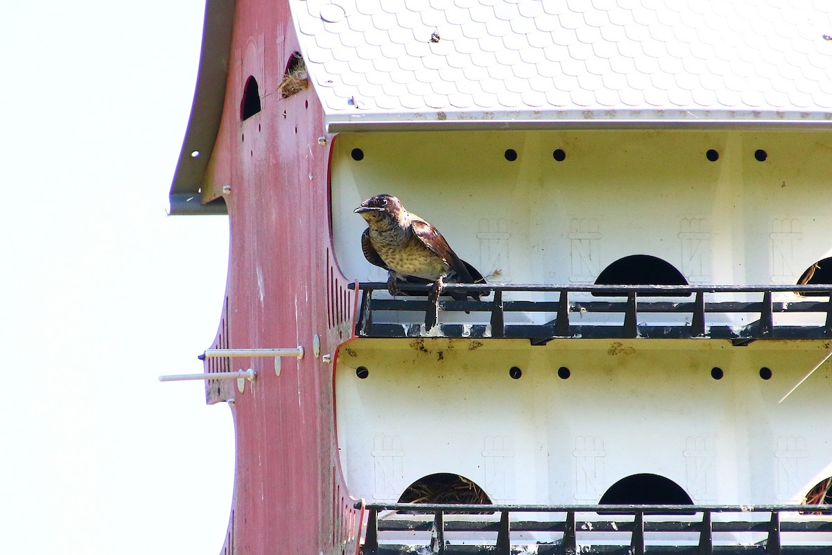 Purple Martin - ML251724371