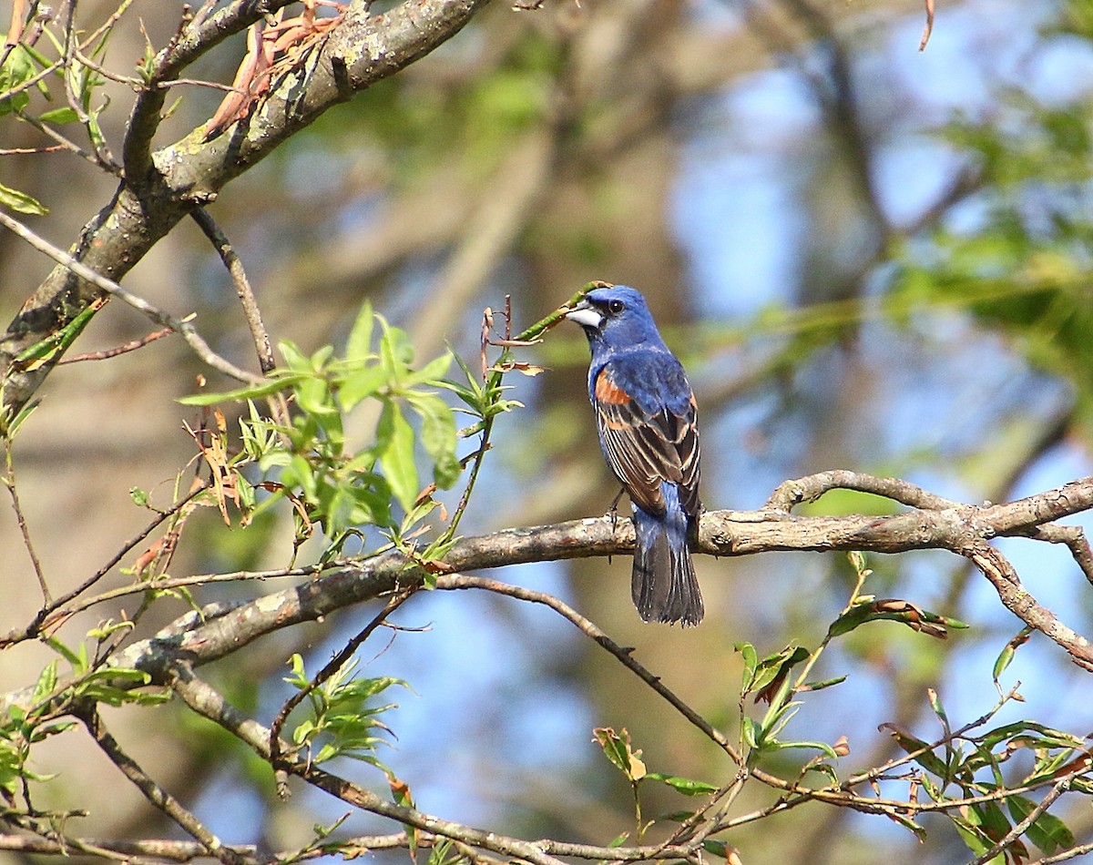 Blue Grosbeak - Dave Z.