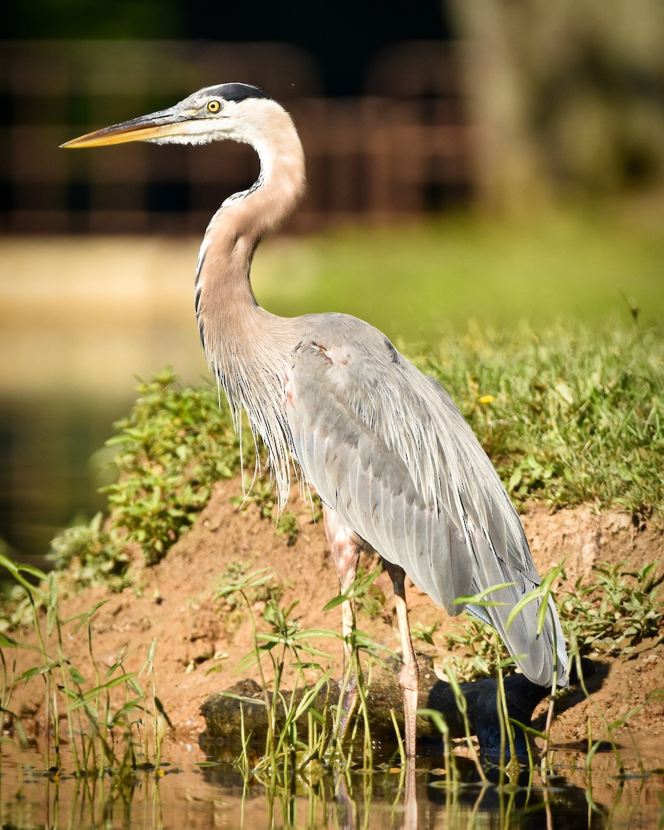 Great Blue Heron - ML251726331