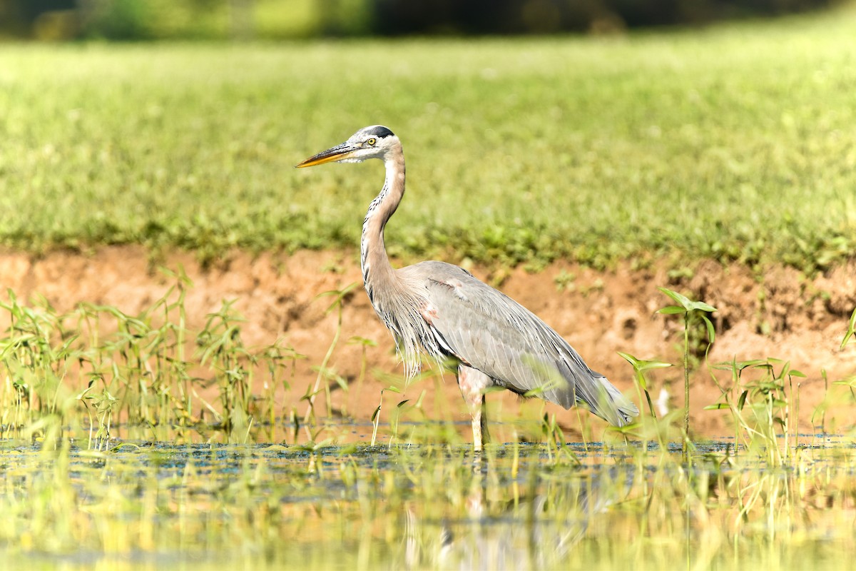 Great Blue Heron - ML251726431