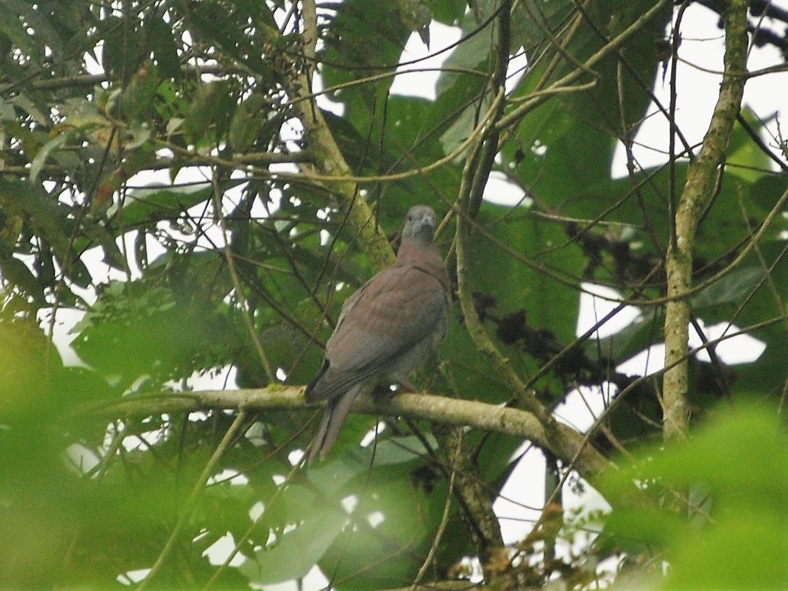 Pale-vented Pigeon - Alvaro Rojo