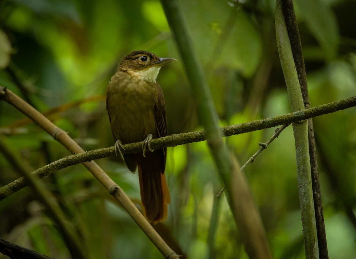 Ochre-throated Foliage-gleaner - Alex Luna