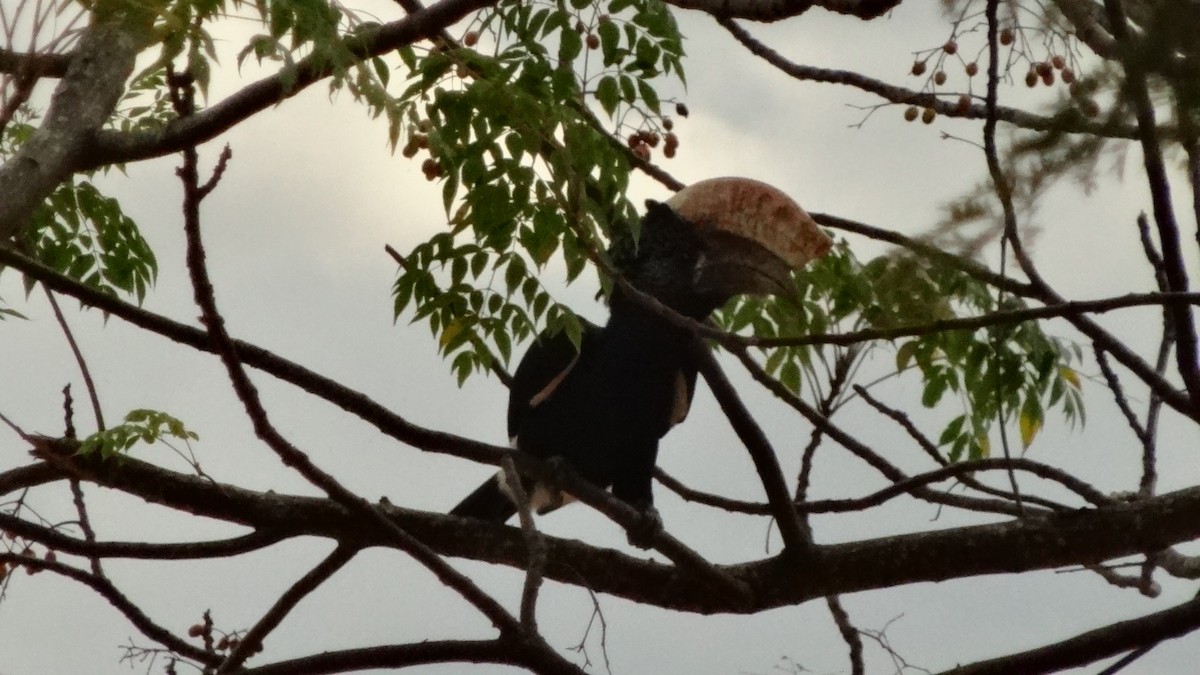 Silvery-cheeked Hornbill - Jason Anderson