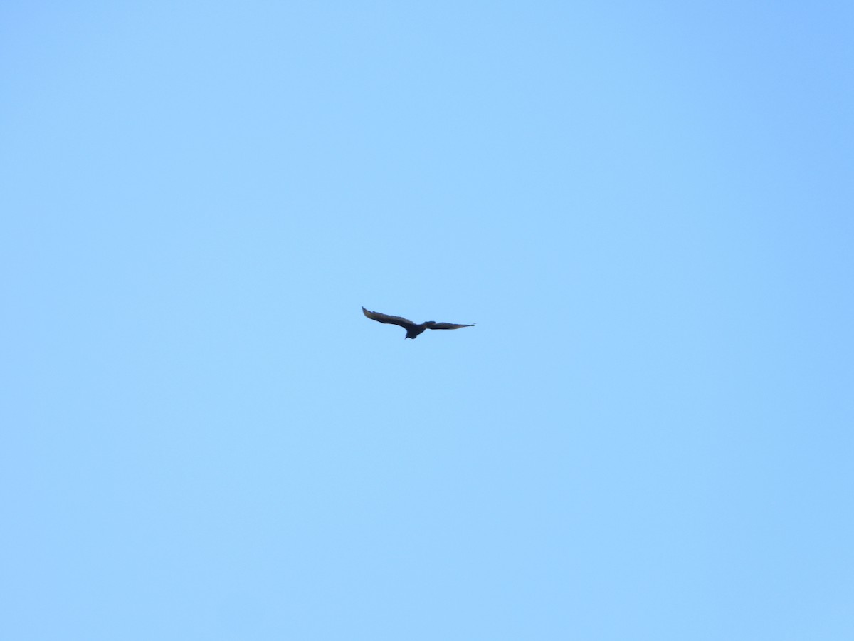 Turkey Vulture - ML251733471