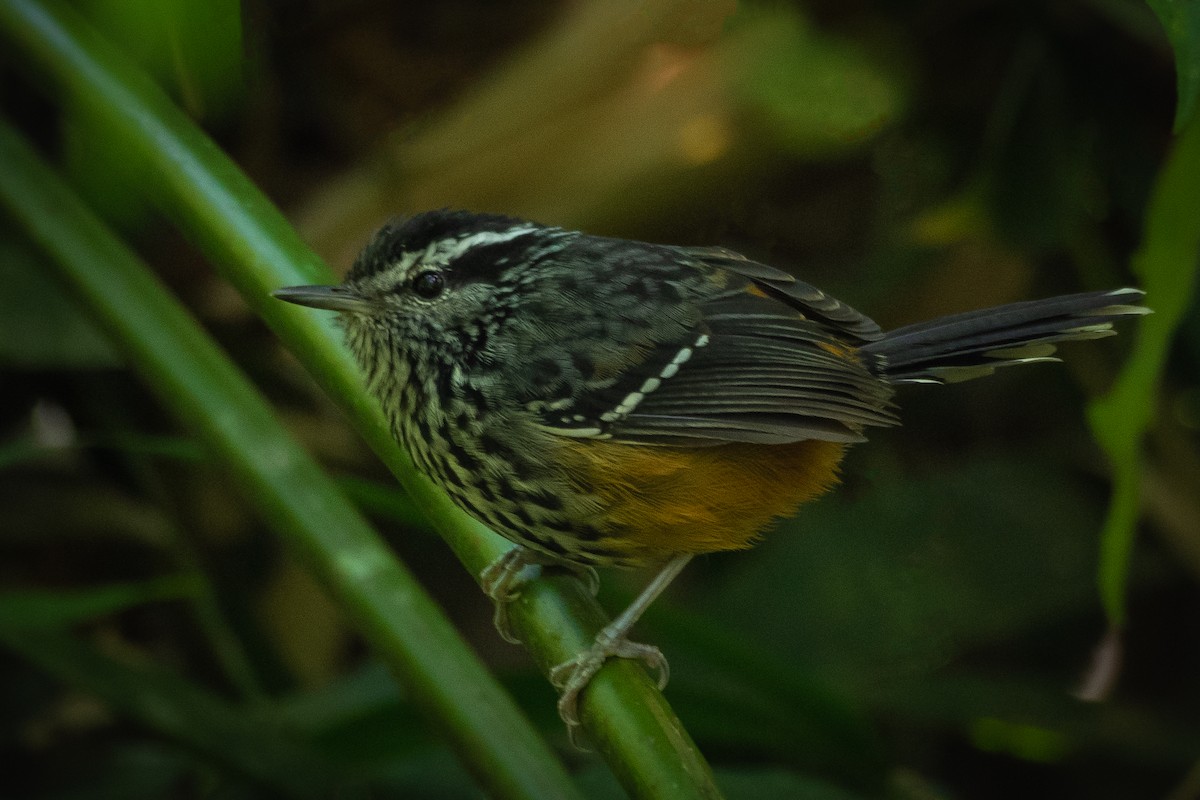 Ochre-rumped Antbird - Vitor Rolf Laubé