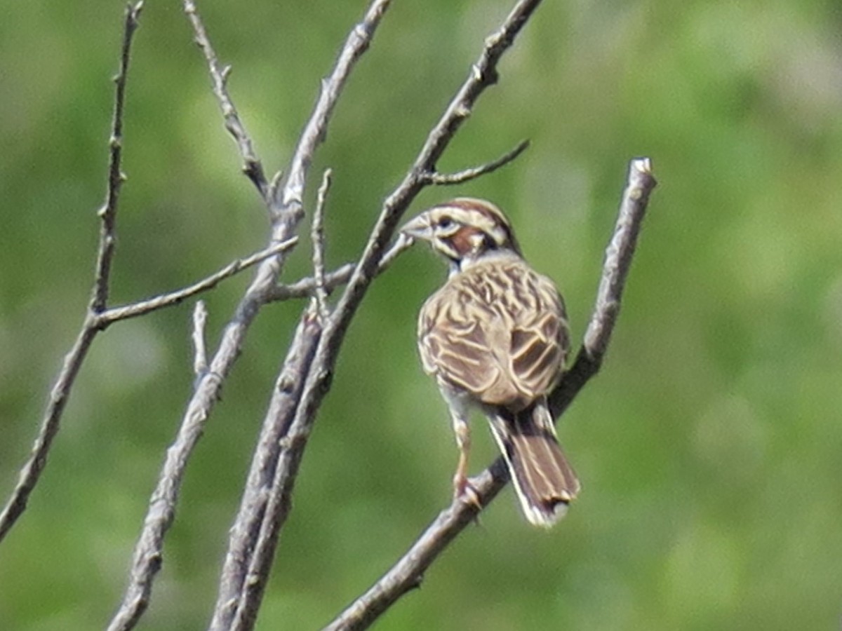 Lark Sparrow - Shelagh Parken