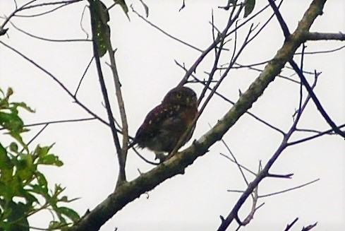 Peruvian Pygmy-Owl - ML251737981