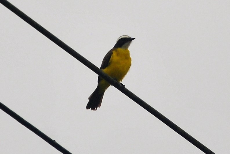 Social Flycatcher - Alvaro Rojo