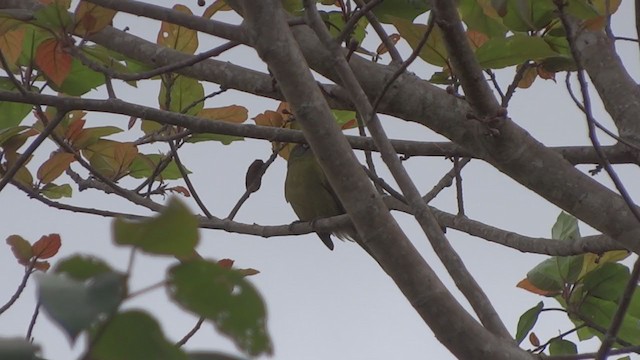 Stripe-cheeked Greenbul (Olive-headed) - ML251739831