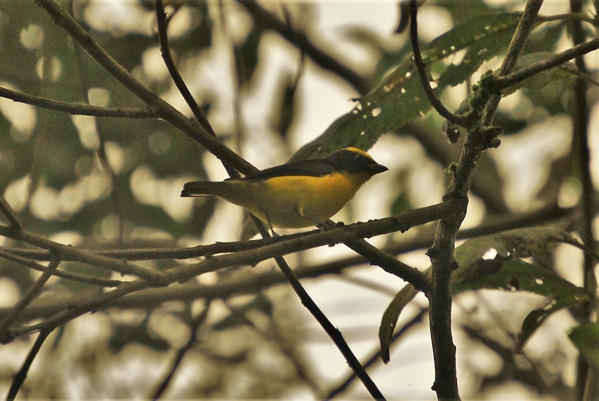 Thick-billed Euphonia - ML251740161