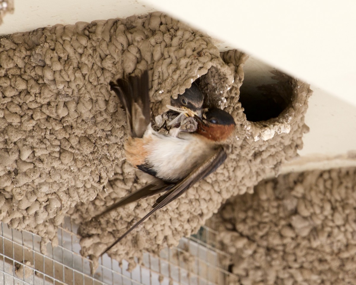 Cliff Swallow - ML251740971