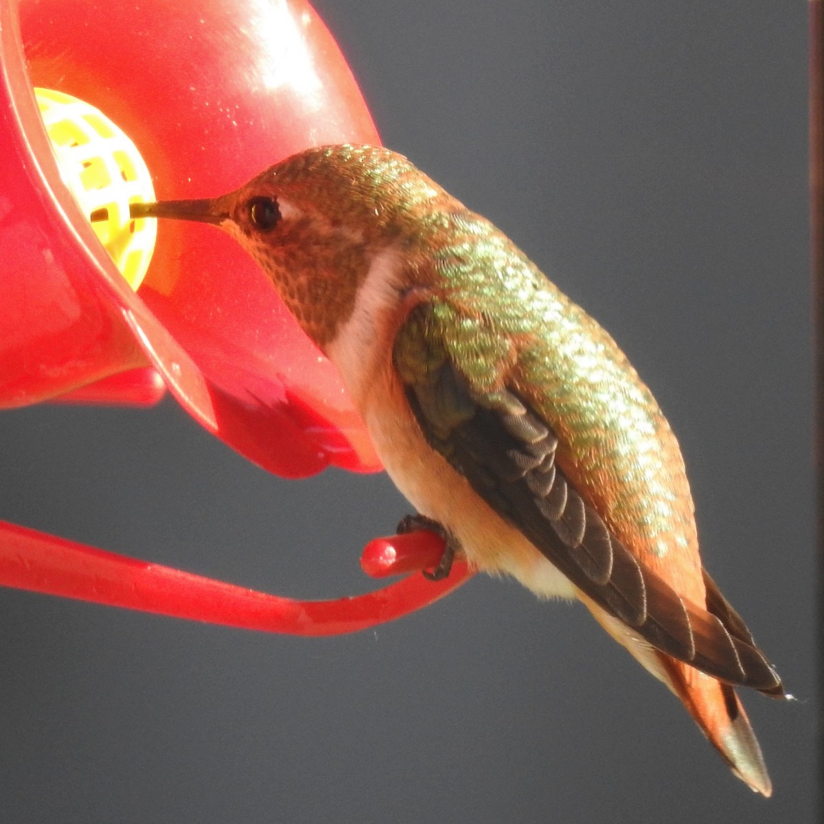 Rufous Hummingbird - ML251742771