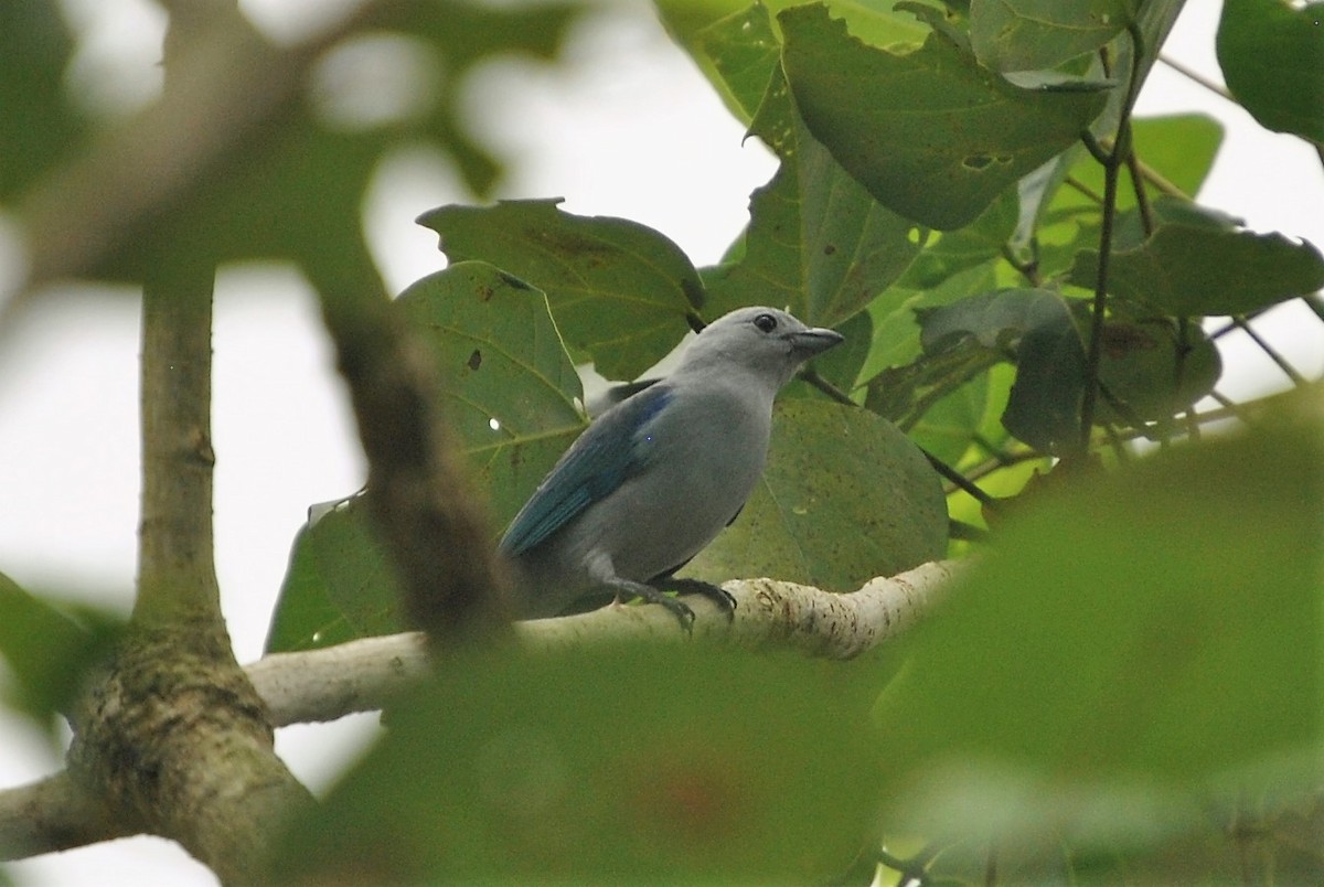 Blue-gray Tanager - ML251743071