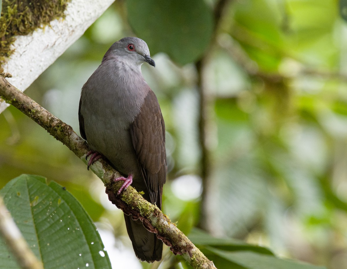 Dusky Pigeon - Alex Luna