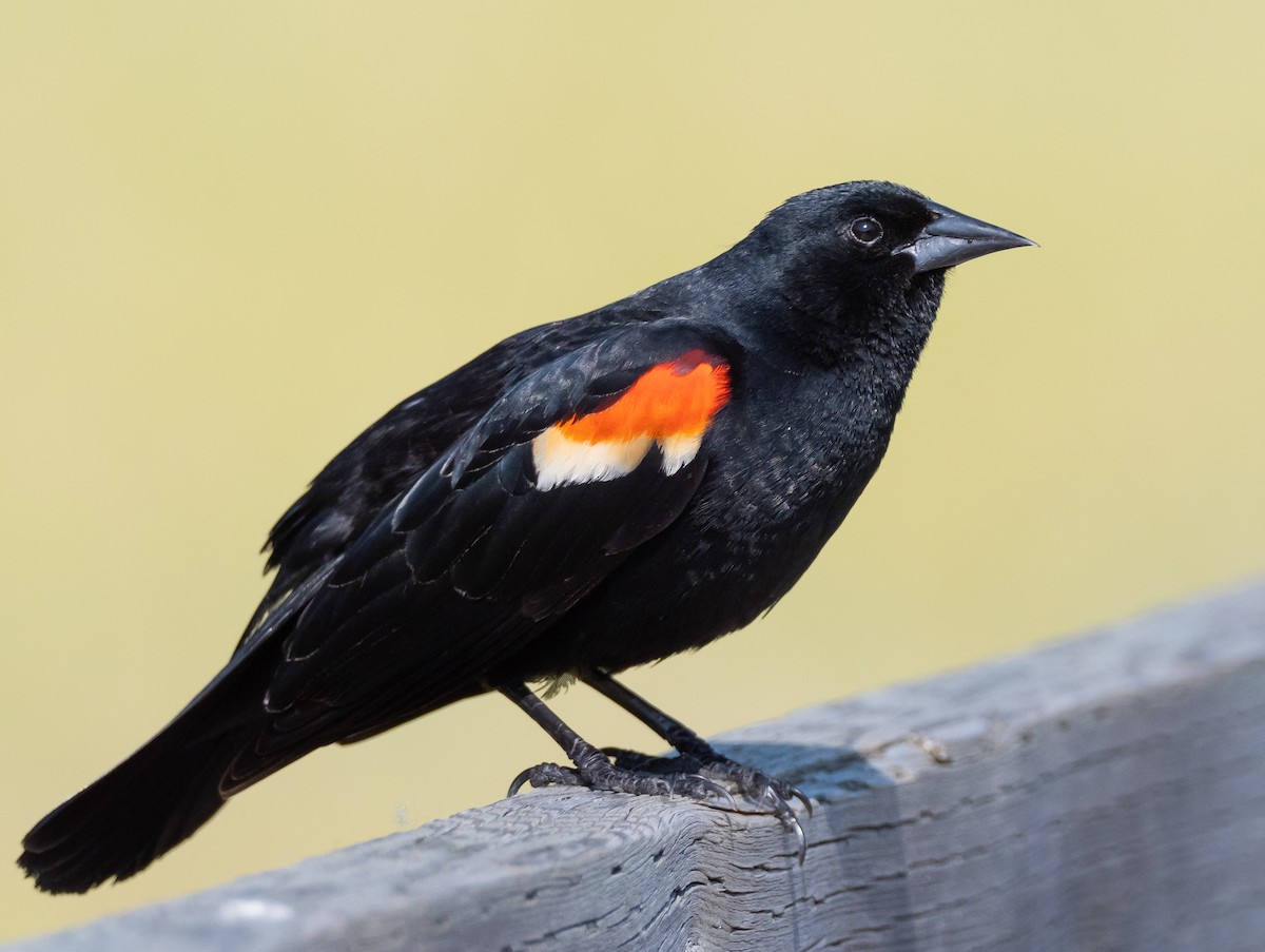 Red-winged Blackbird - ML251747141