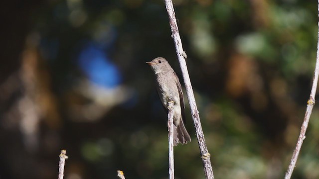 Western Wood-Pewee - ML251747341