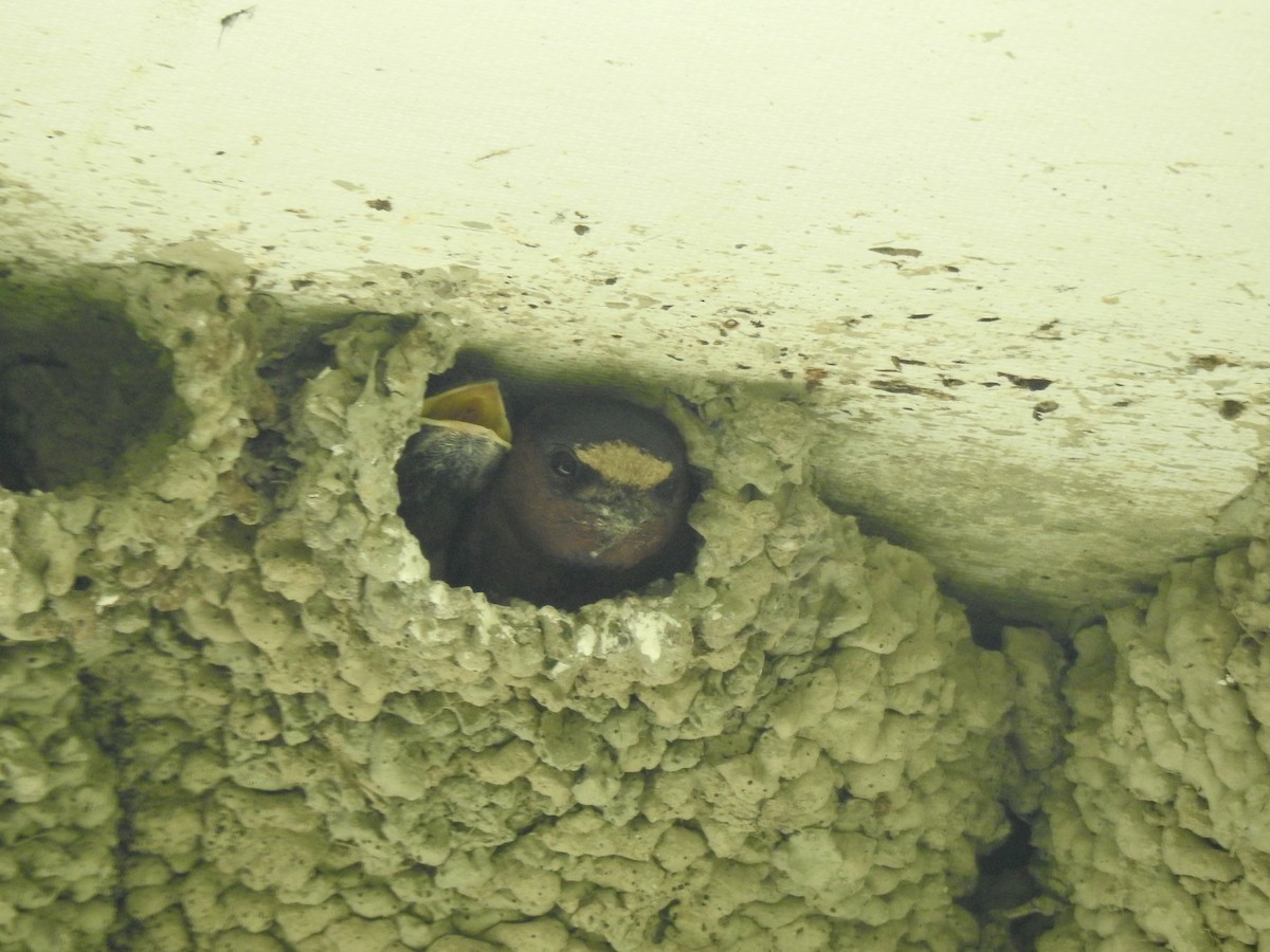 Cliff Swallow - ML251748621