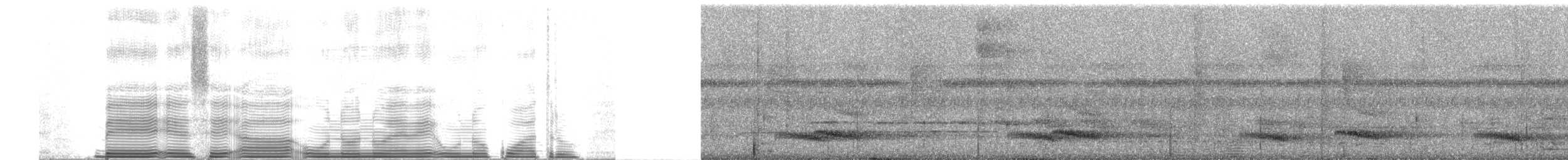 tukan volavý (ssp. culminatus/pintoi) - ML251749