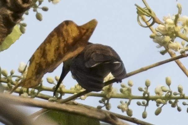 Ruby-topaz Hummingbird - Steven Whitebread