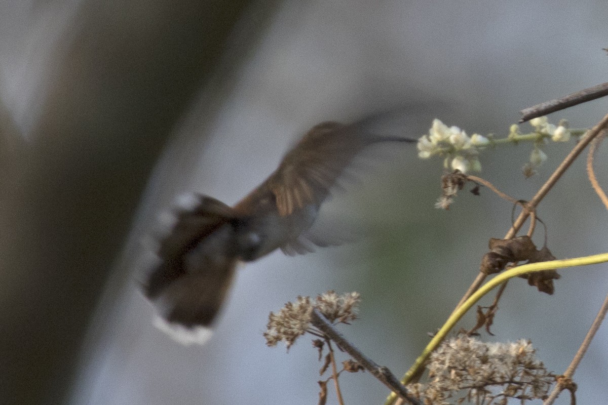 Ruby-topaz Hummingbird - Steven Whitebread