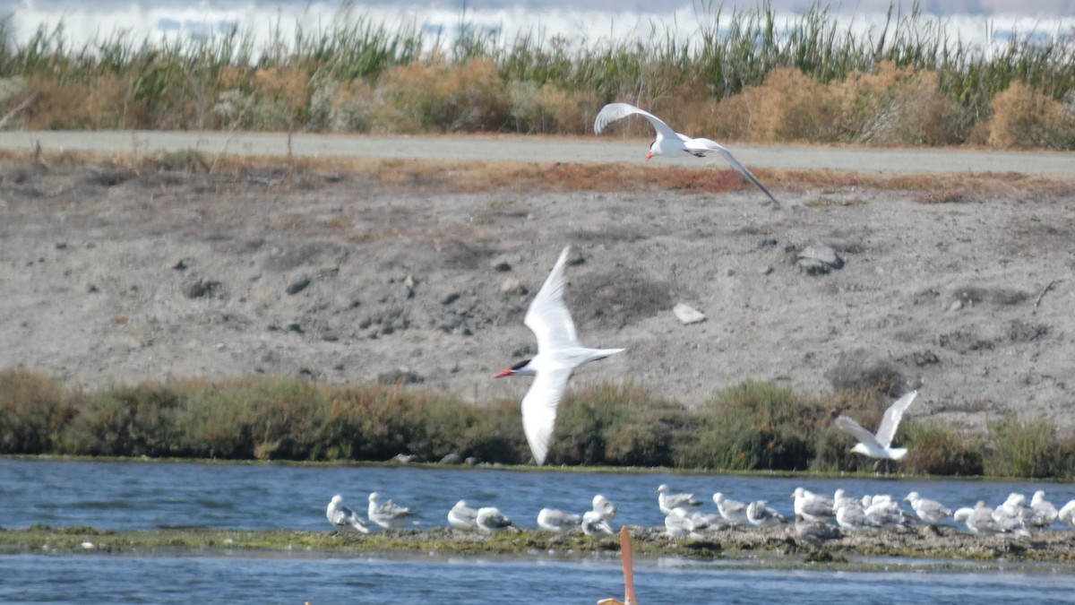 Caspian Tern - ML251750591