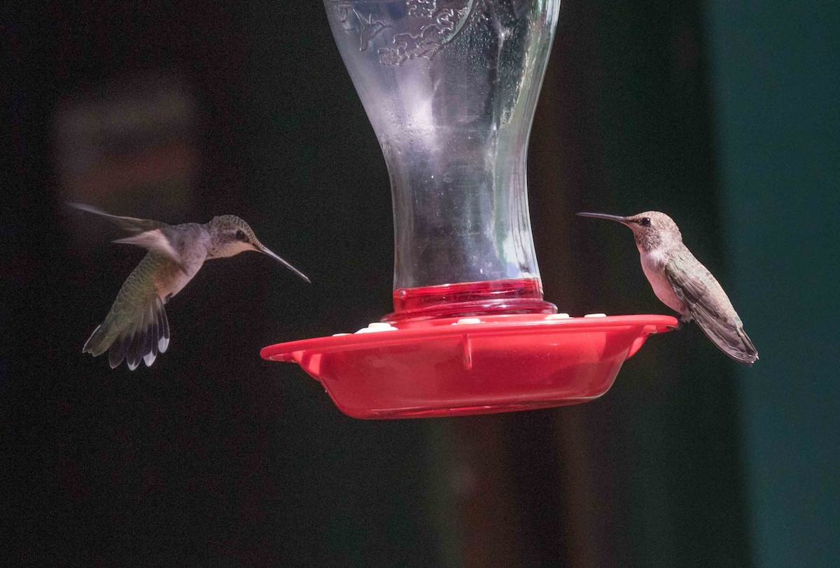 Black-chinned Hummingbird - ML251753251