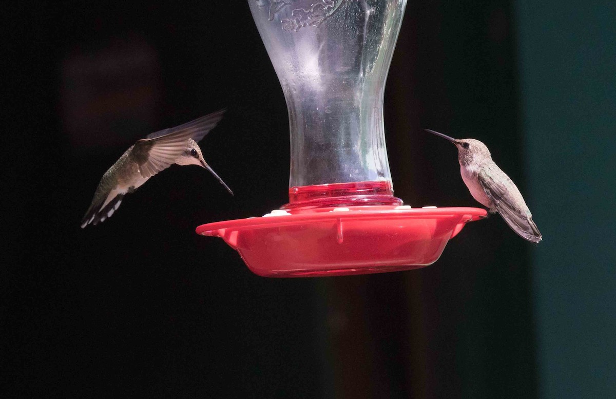 Black-chinned Hummingbird - ML251753261