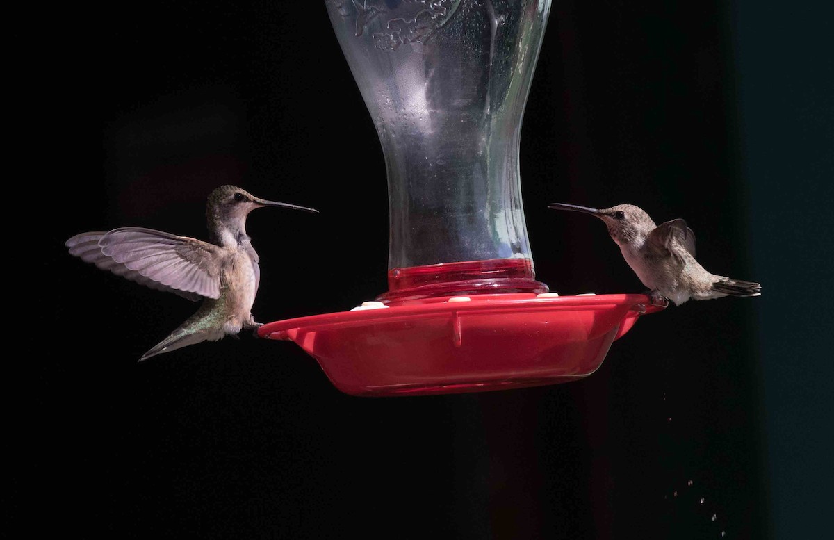 Black-chinned Hummingbird - ML251753271
