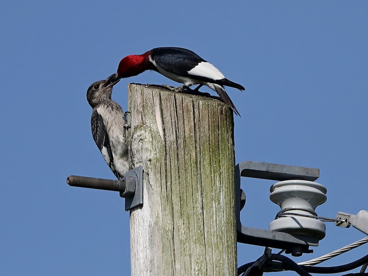 Pic à tête rouge - ML251753361