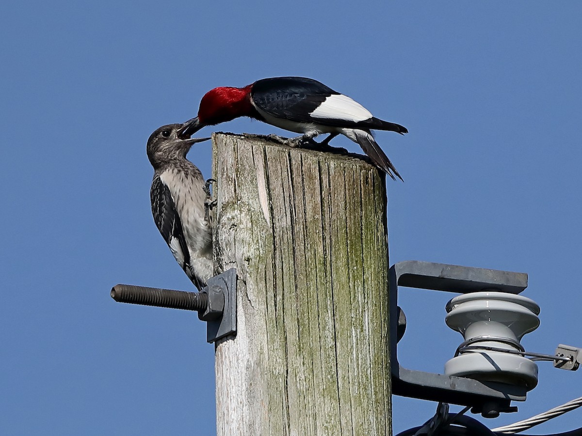 Pic à tête rouge - ML251753381