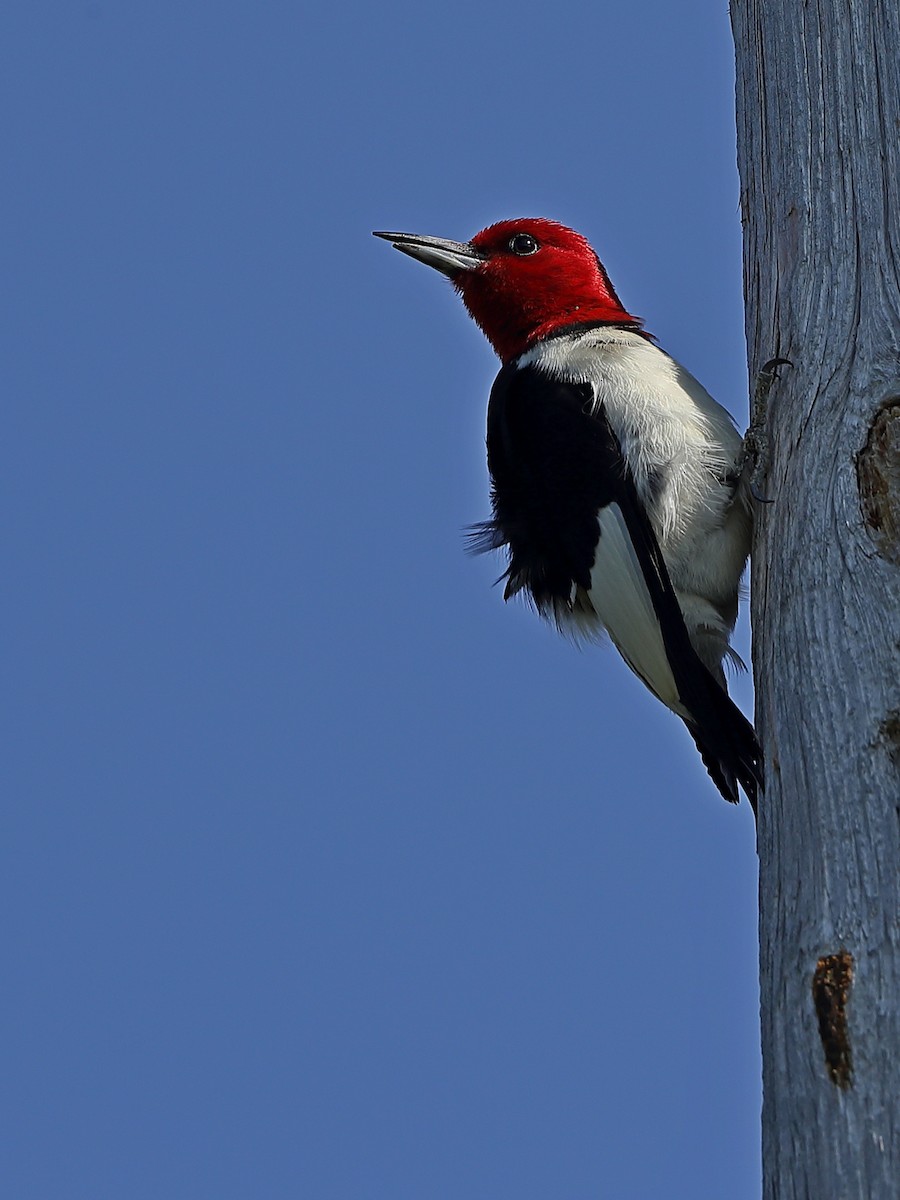 Pic à tête rouge - ML251753521