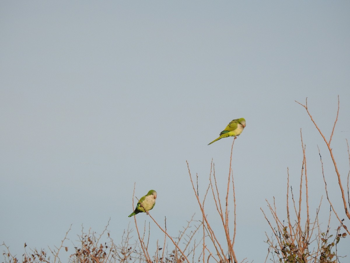 Monk Parakeet - ML251754191