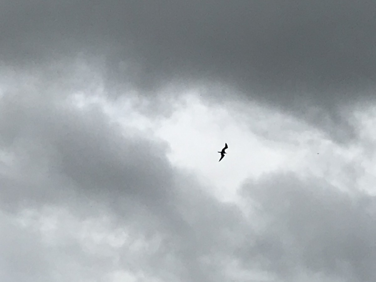 Magnificent Frigatebird - Alice Hempel