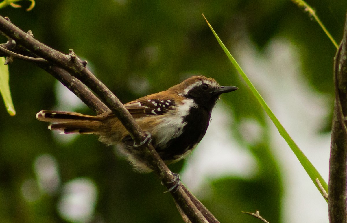 Rusty-backed Antwren - ML251754341