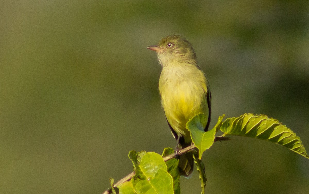 Mishana Tyrannulet - ML251754841