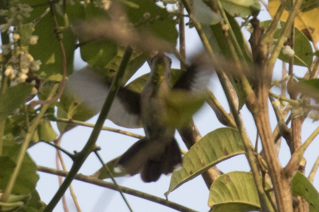 Ruby-topaz Hummingbird - ML25175541